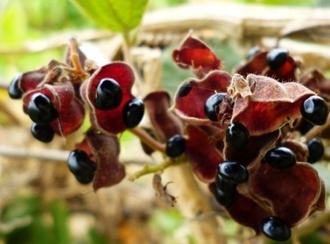 滋养|女人雌激素匮乏,身体会很显老,常吃3物,滋养子宫显年轻