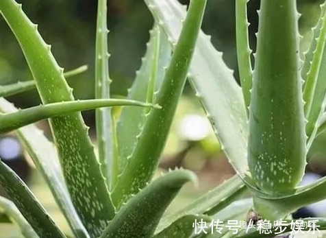 家养芦荟总是长势缓慢,学会这三个养护小技巧,轻松长出绿森林