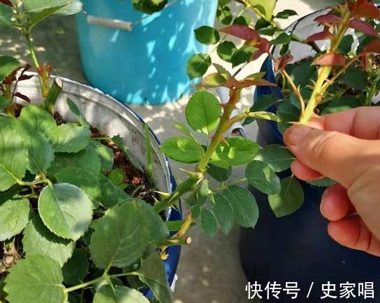 月季修剪后发芽不整齐,常见的3个原因和解决办法