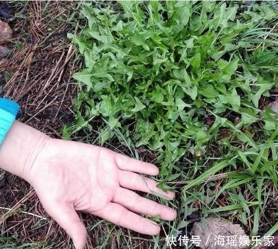 亲爱的|这草被称为“药草皇后”,泡水喝能治病,小时候将它当玩具