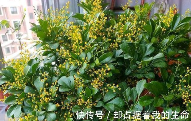 米兰花|3种“花”快入盆，一插就活，7天生白根，开花不断，家里飘满香