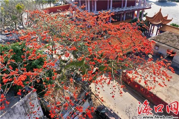 海口：木棉花开鸟自来[组图]