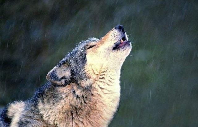 狼性思维能成大器的男人,都有这五种可怕的像狼一样;傲骨铮铮