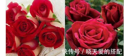 玫瑰花|不要傻傻的把月季当玫瑰，因为它们的区别有很多，都是哪些呢？