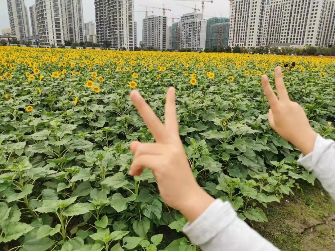 向日葵|崇贤花海的向日葵开了！等你来打卡！