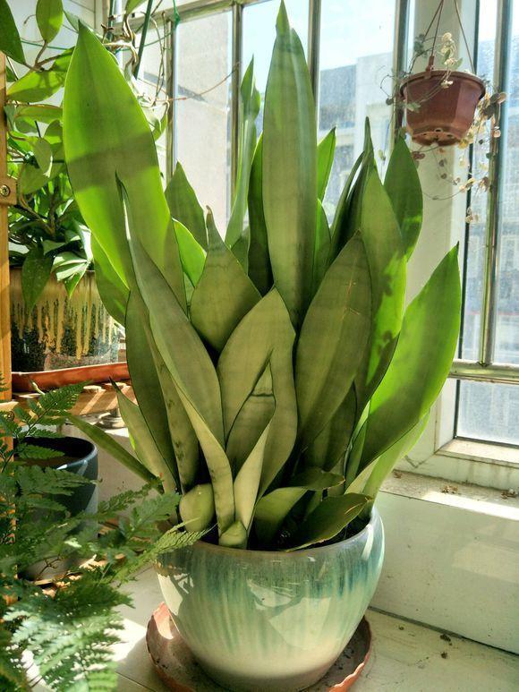 天气太热,养6种别乱浇水,浇得多死得快,难怪一浇就烂根