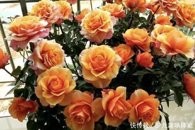 长寿花|什么蚯蚓粪、羊粪,也不如“1种粉”,只需放花盆里,花卉变旺盛!