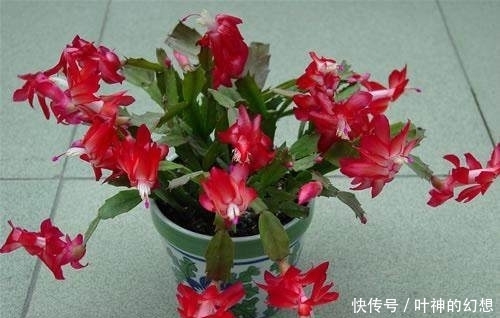 给蟹爪兰浇点这种水,叶片蹭蹭的长,又肥又大