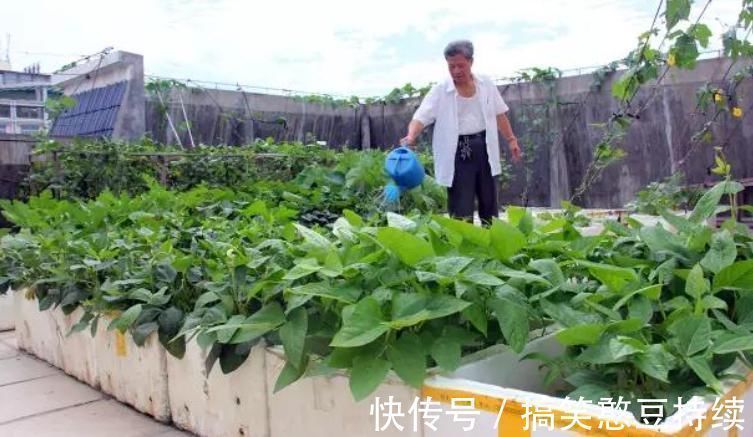 泡沫箱有毒不能种花、种菜？瞎说！它不仅能种花，而且有其他妙用