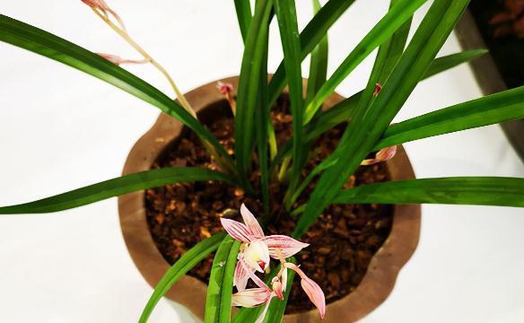 洋兰|哪些兰花一定要低温春化,千万别盲目入手,白花钱