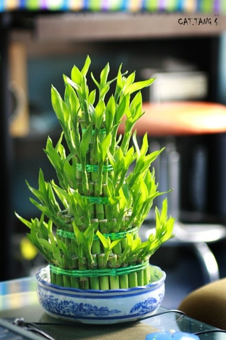 10大室内网红绿植，不仅撩人，还能养人