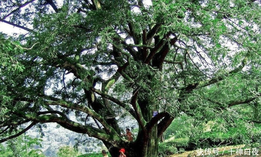 中国的“碧根果”，果子要三年才能成熟，你见过吗？