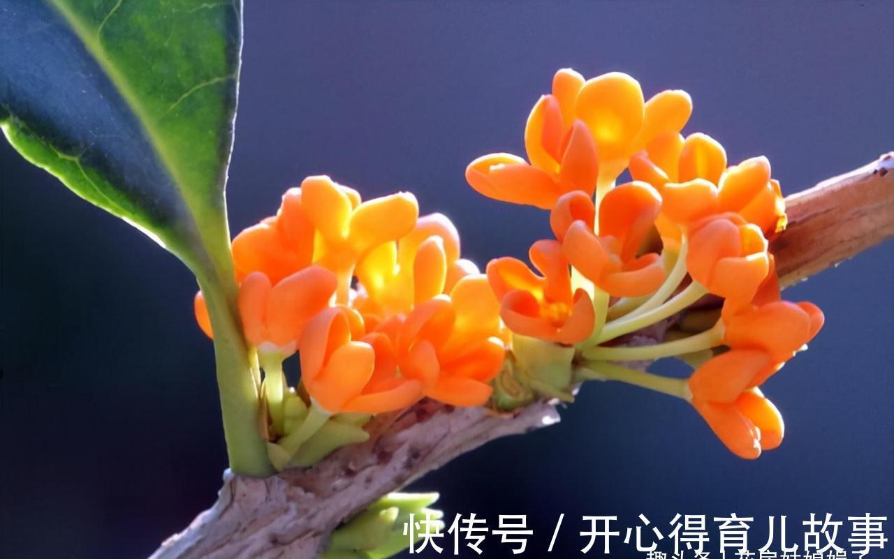 这八种花卉的香味堪比“香水”,阳台上栽一盆,花香就能飘满屋