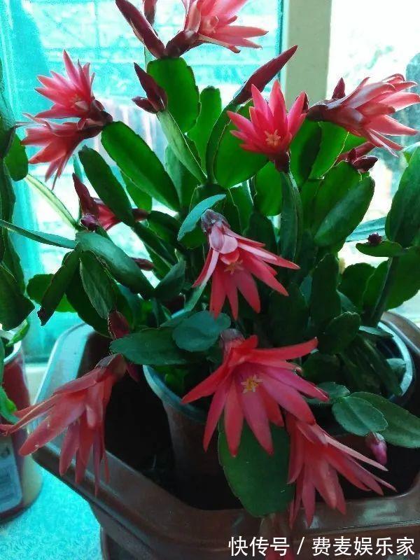 仙人|1种花不是真昙花,1次能开上百朵,比蟹爪兰美,怪不得都去抢假货