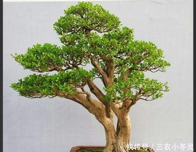 品种|黄杨品种那么多, 你知道制作盆景用哪种吗?