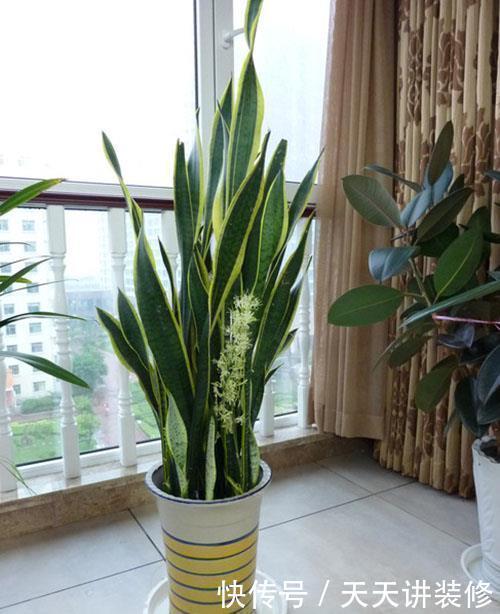 虎皮兰有3怕,冬天及时避开,顺利春化,冒笋芽长新叶!