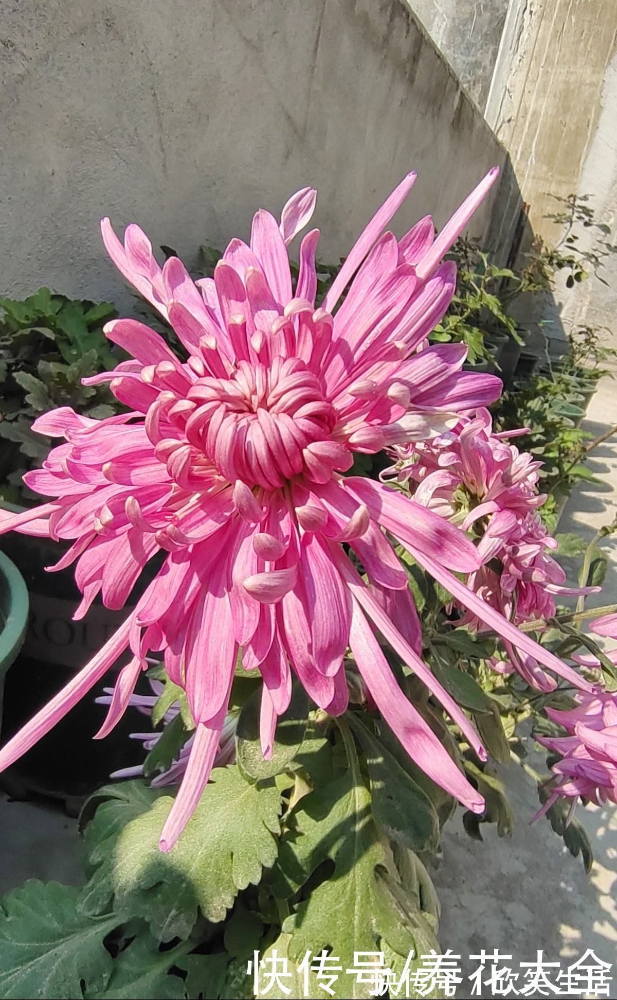 古代|古人喜欢的花,一直传承至今,每一种都超有气质