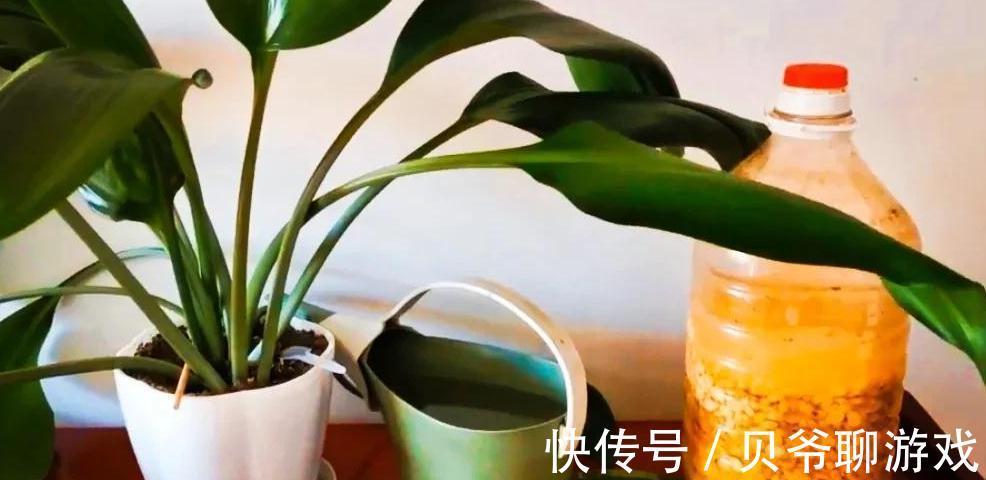 教你家庭沤制黄豆肥的方法,以及给花追肥时注意事项