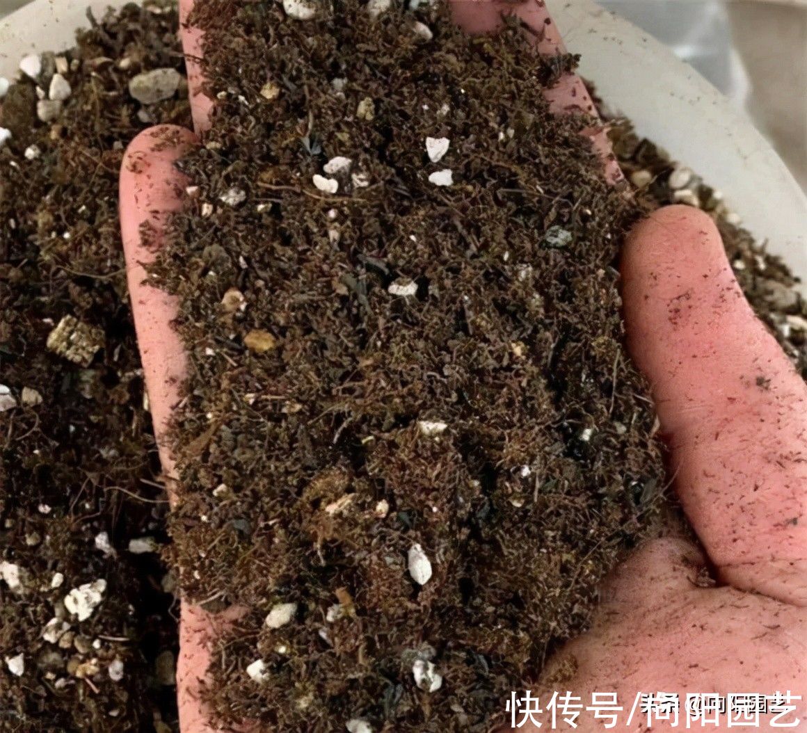 泥炭土|养多肉，用泥炭土好，还是用颗粒土好？品种不同，用土不同