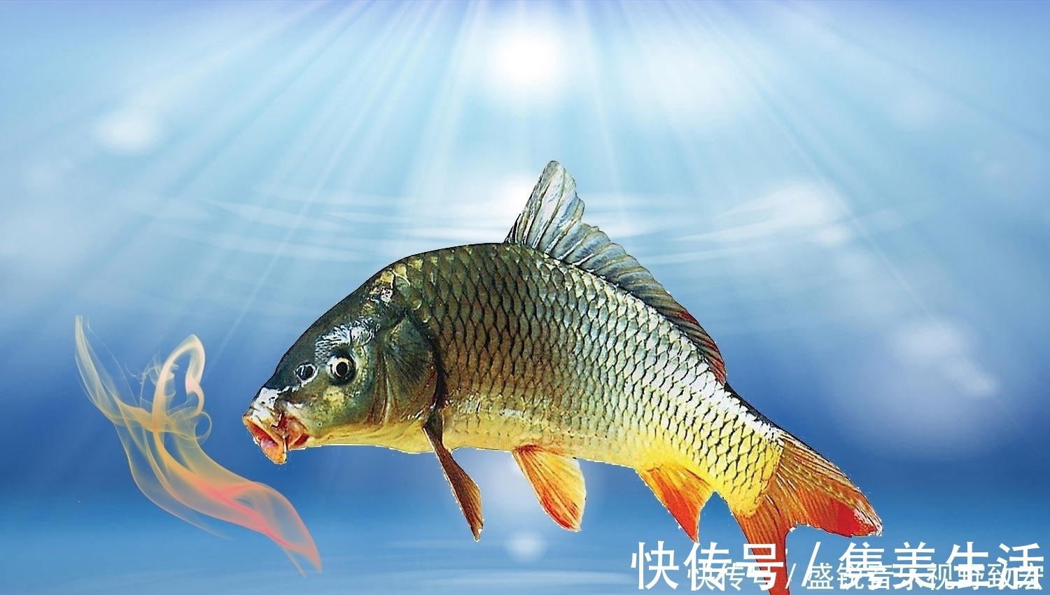回锅鱼|什么物质的气味是鲤鱼非常喜欢的？钓鲤鱼轻松爆护的四种物质