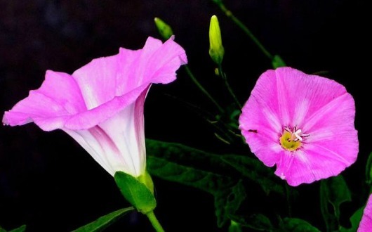 打碗花你认识吗还好知道的及时，看完记得告诉身边人