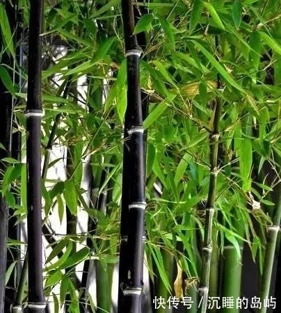 桂竹|26种 · 竹子大全
