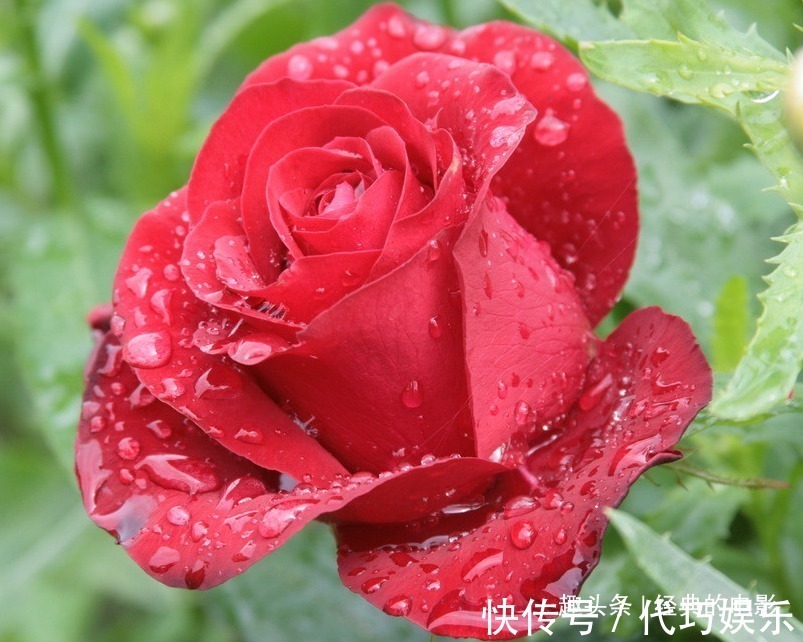 此花|此花被称为“液体黄金”,在我国是侠客的象征,也是世界爱情之花