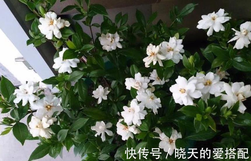 新芽|9月栀子花需要关心,“3种水”不能省,学会长新芽,清香小半年