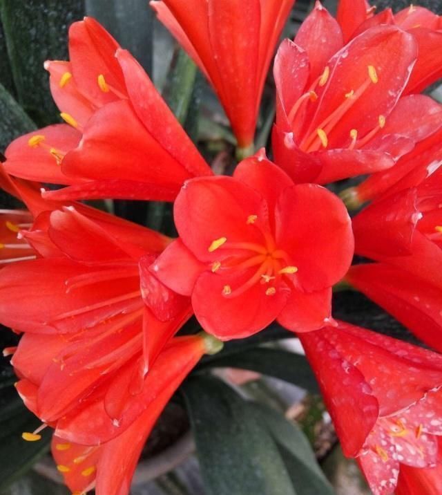 植物|这五种“花卉”都是懒人花,每月浇水一次,不会烂根,远离黄叶