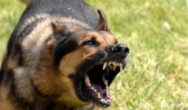  恶狗|古人讲“久病孝子离、家兴出恶狗”，啥意思古人总结得很经典