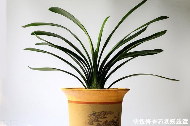 构造|让君子兰开好花的“钥匙”，就握在你手里，它的“构造”很简单