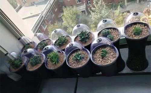 家里的多肉不抗晒，室外气温未至28度，养花人就得这么打算