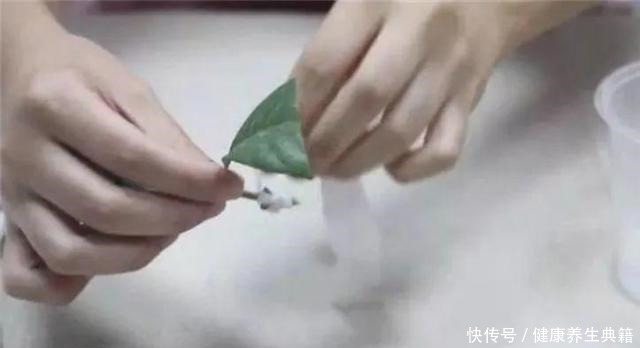 卫生|养花不生根赶紧塞团卫生纸,大白根蹭蹭冒!养花不生根赶紧塞团卫生纸,大白根蹭蹭冒!