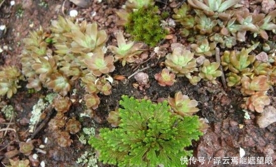 疗效|你们有人认识这种野草的吗？它具有非常神奇的疗效，令人称奇！