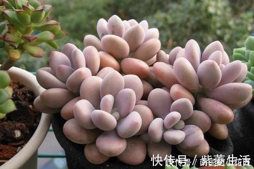多肉容易摊大饼？教你几个小技巧，重新缀化，憋成群生肉墩子！