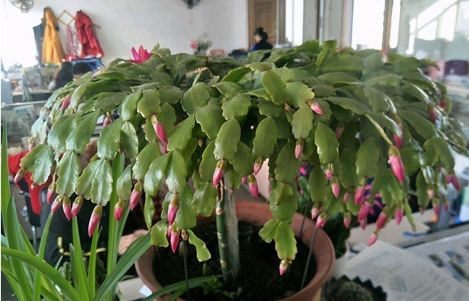 花苞|蟹爪兰迎来花期,养护避免“4个动作”,花苞一个不落,越开越美