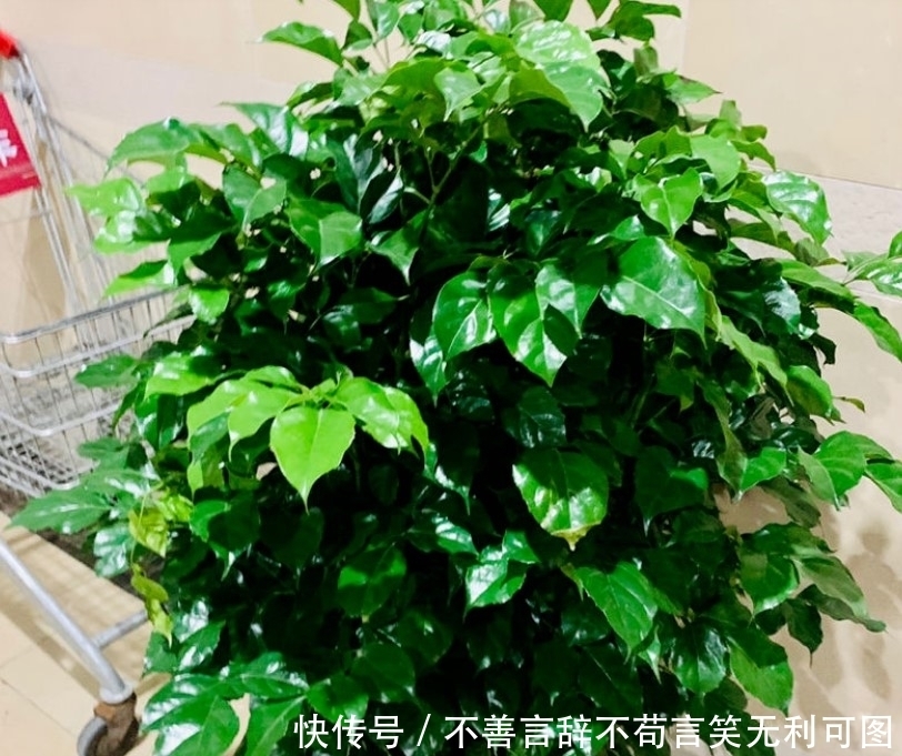 腐叶土|谁说家中只能养花,其实还能养“树”,颜色清爽宜人