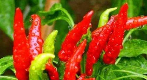  延年益寿|女人想年轻漂亮，要常吃3物，美白嫩肤，延缓衰老，延年益寿