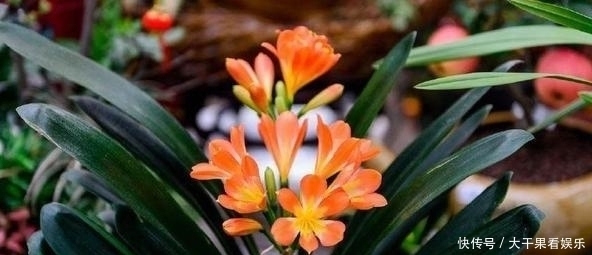 天热了,君子兰要“睡觉”,有几件事不能做,不然烂根又黄叶