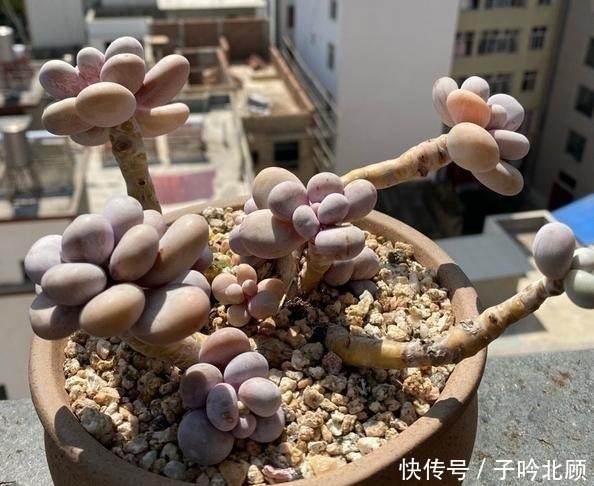 光照|桃蛋不但能养出老桩状态,还能把叶片控出又肥又圆的状态!