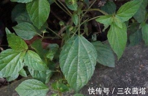 野菜|农村常见的铁苋菜，除了是上好野菜以外，还能拿来入药