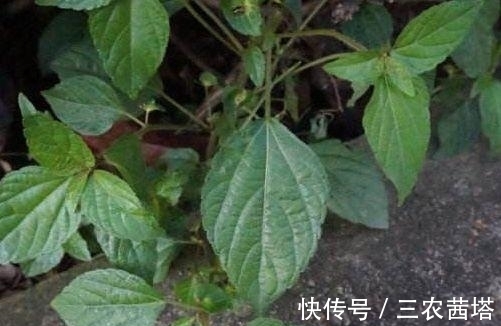 野菜|农村常见的铁苋菜,除了是上好野菜以外,还能拿来入药