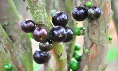 营养|想长寿要先会吃，3种食物离不开，营养丰富，有益健康！