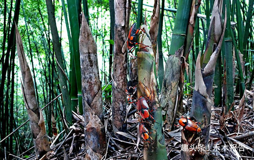 靠吃竹笋长大，儿时一抓十几只，火一烤就能吃，如今养殖2元一只