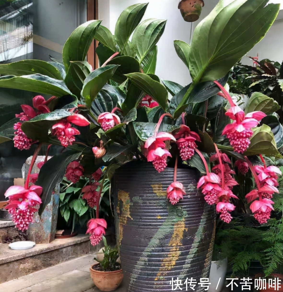 7种花特怕冷,一降温就容易死,再不管只剩盆