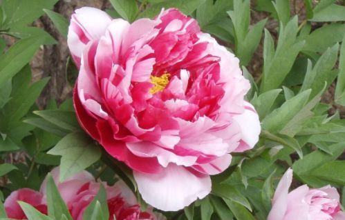 养花试试这几款，客厅养1盆，满屋飘香，庭院养，十里飘香