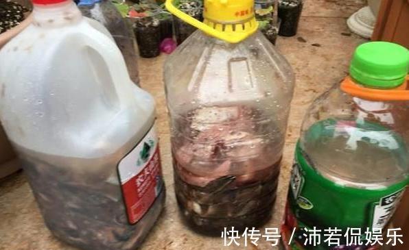 一堆“废料”一个桶，自制“万能营养液”，养啥花都好用