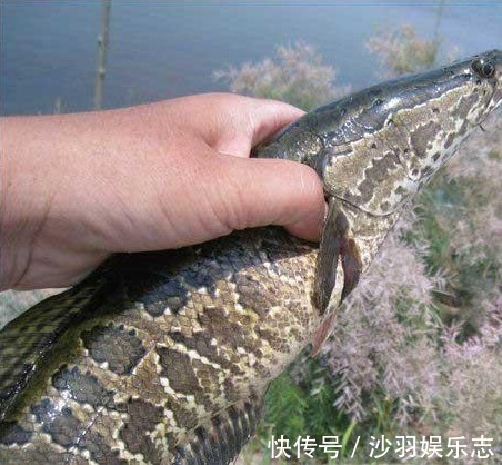 野钓用手竿钓底或钓浮，了解下面几点，黑鱼再凶也难逃