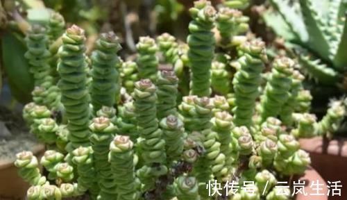 叶肥芽|养多肉植物钱串景天，注重4个地方，叶肥芽多，轻松爆盆！