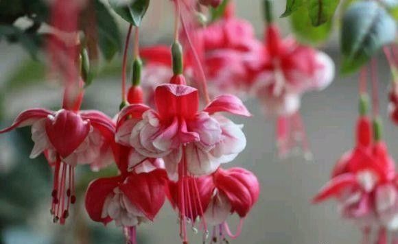 阳台养花,必备1盆灯笼花,开花200天,秋冬季节也能爆开